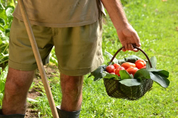 Les mains de fermier recueillant la tomate de coupe — Photo