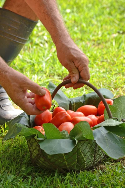 Rolnik ręce zbieranie cięcia pomidorów — Zdjęcie stockowe