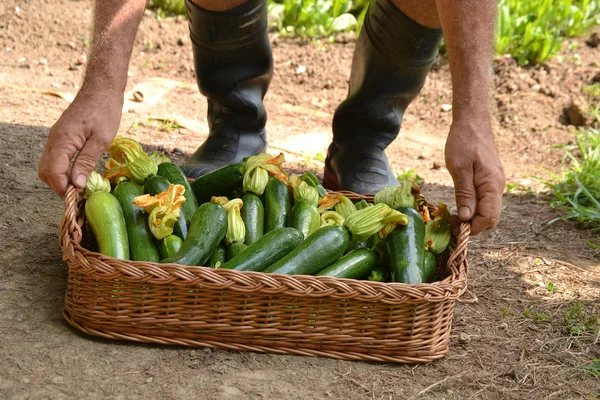 Bauer sammelt Zucchini — Stockfoto