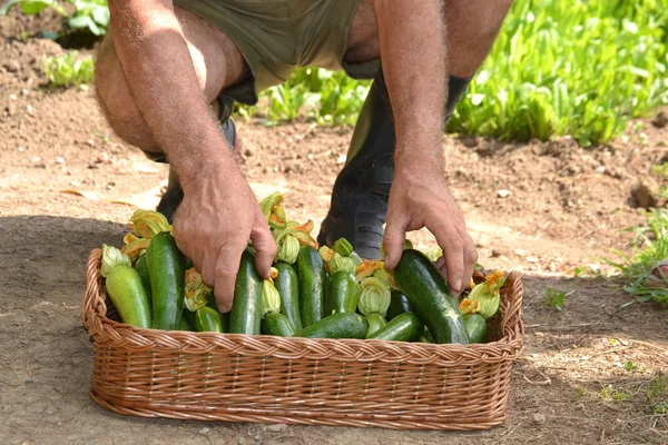 Agricultor recogiendo calabacín —  Fotos de Stock