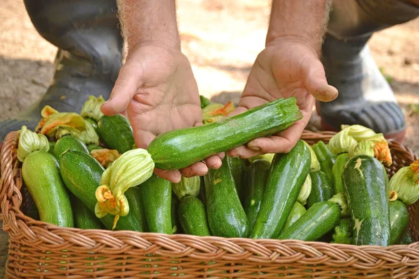 Mezőgazdasági termelő gyűjtése cukkini — Stock Fotó