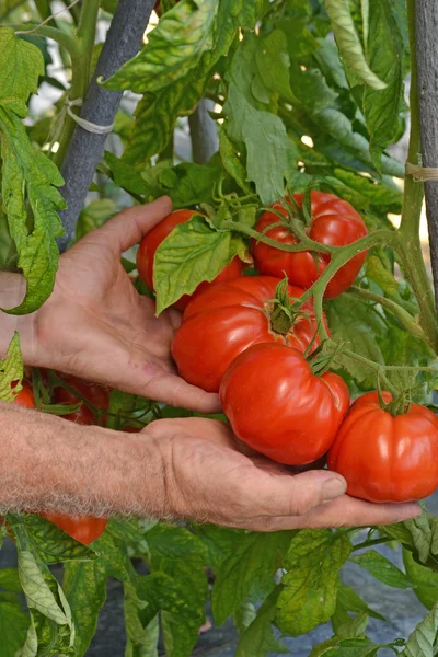 Фермерські руки збирають різання помідорів — стокове фото