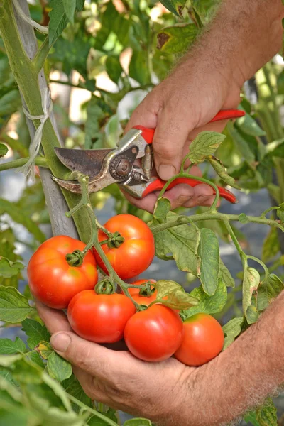 Mani contadine che raccolgono pomodori da taglio — Foto Stock