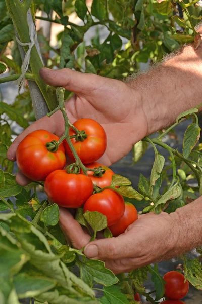 Farmer hands collecting cutting tomato