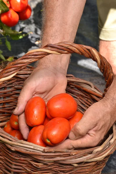 Фермерські руки збирають урожай помідорів — стокове фото