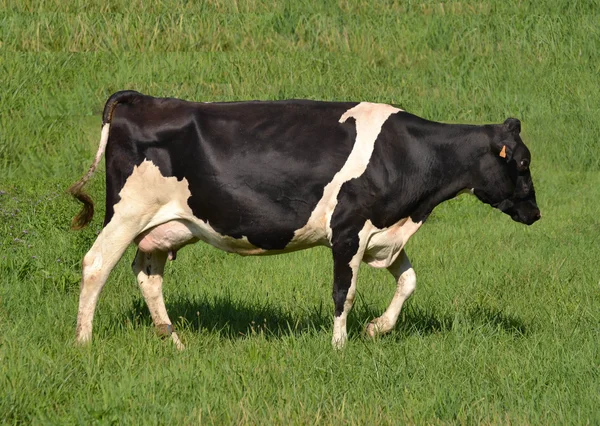 Vaca leitosa na grama . — Fotografia de Stock