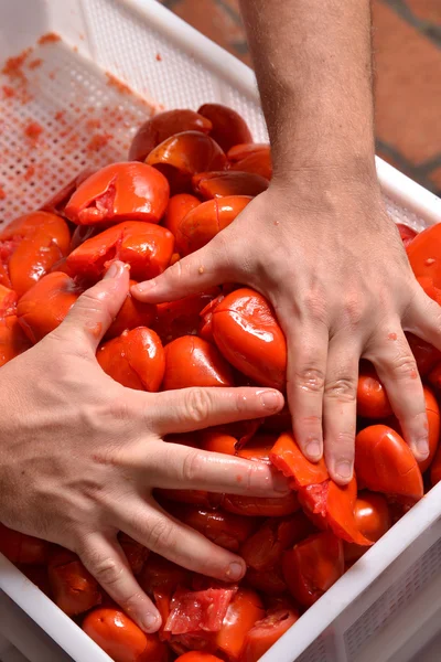 Cozinhe espremendo tomate — Fotografia de Stock