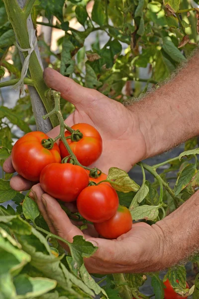 Farmer hands collecting cutting tomato — Stock Photo, Image
