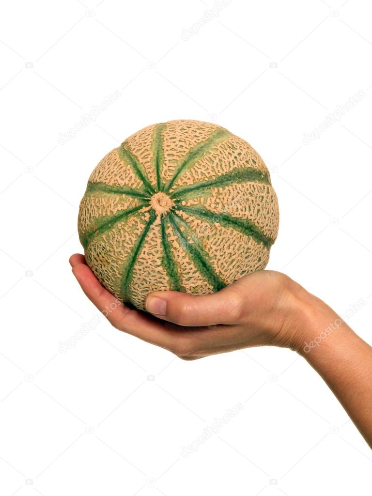 Female hand holding one melon