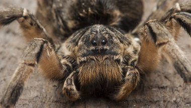büyük tarantula