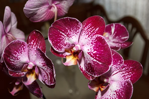Цветки фаленопсиса (орхидеи) пятнисто-розовые — стоковое фото