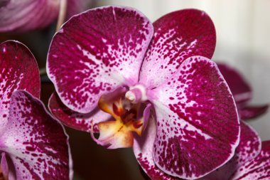 Pembe phalaenopsis çiçek (orkide) benekli