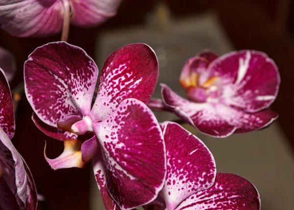 Pembe benekli phalaenopsi