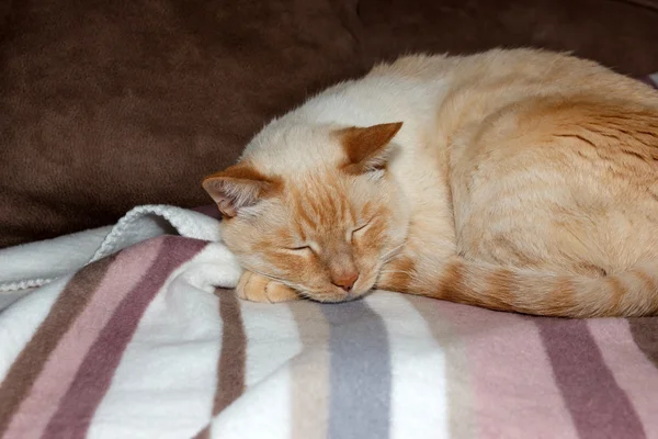 Macska alszik a puha csíkos takaró — Stock Fotó