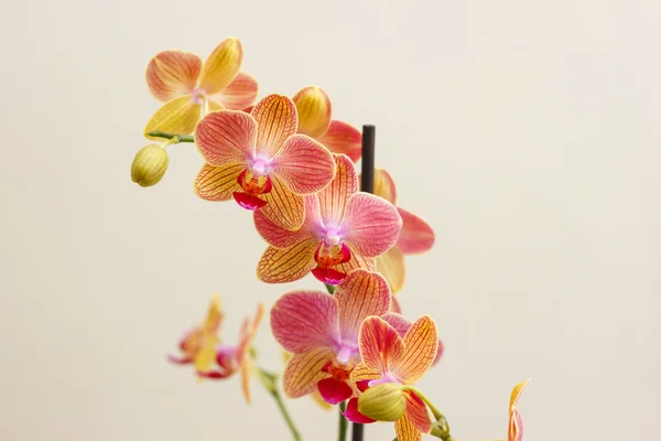 Fleurs d'orchidée — Photo