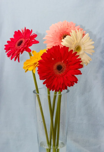 Gerbera fleur — Photo