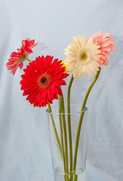 Gerbera fleurs — Photo