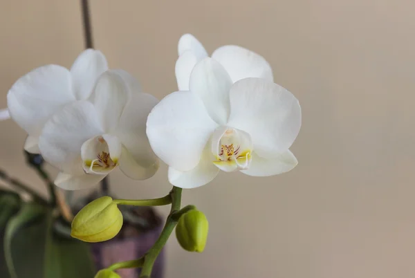 Phalaenopsis blanc en gros plan — Photo