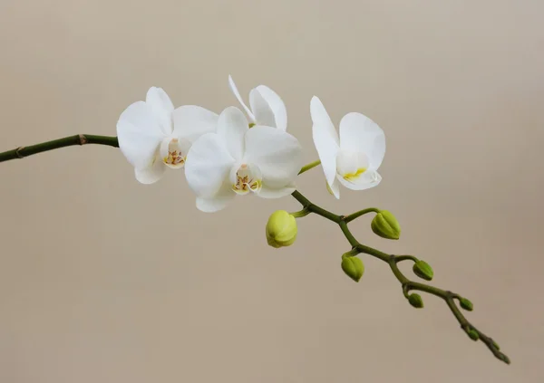 Orchidea biały otwarcie — Zdjęcie stockowe