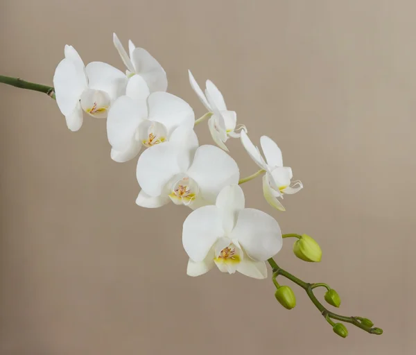 White orchid on beige — Stock Image White orchid on beige Stock Photo