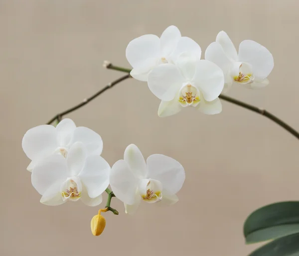 Phalaenopsis biały kwiat — Zdjęcie stockowe