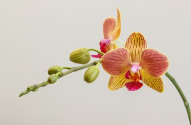 pembe ve sarı orkide