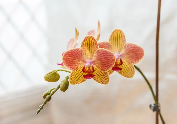 Orchidée jaune — Photo