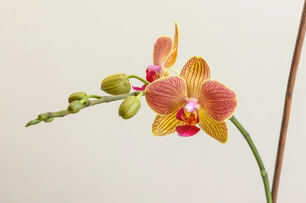 Orchidée avec bâton — Photo