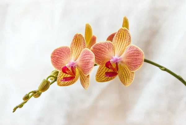 Phalaenopsis różowy i żółty — Zdjęcie stockowe