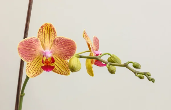 Phalaenopsis with stick 1 — Stock Photo, Image