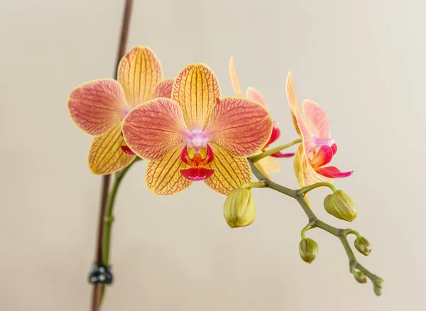Różowo - żółty phalaenopsis — Zdjęcie stockowe
