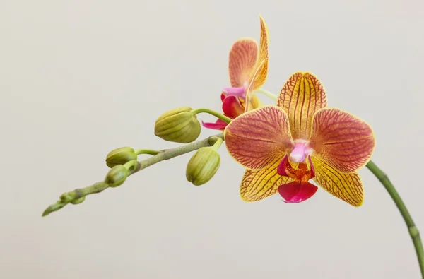 Różowe i żółte orchidea — Zdjęcie stockowe