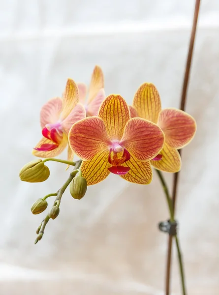 Phalaenopsis różowy i żółty 1 — Zdjęcie stockowe