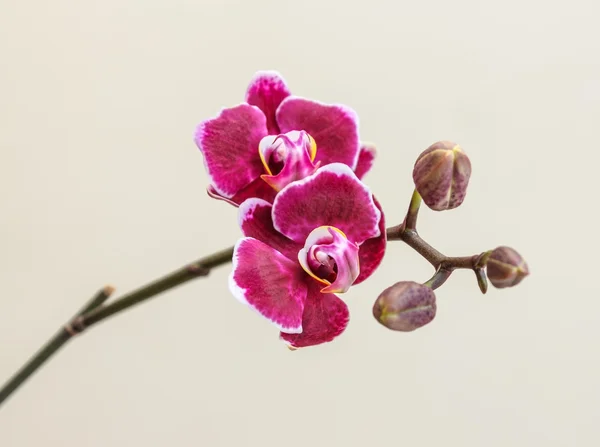 Rosa Orchidee — Stockfoto