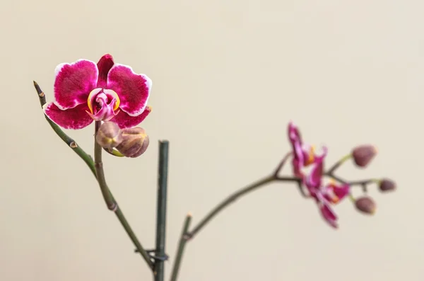 Różowy phalaenopsis — Zdjęcie stockowe