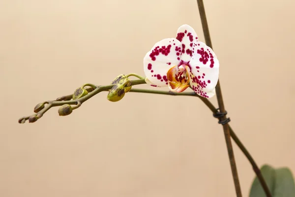 Phalénopsis blanc tacheté — Photo