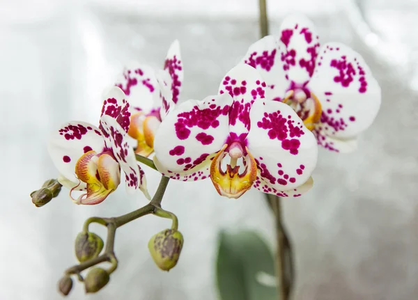 Orlik phalaenopsis — Zdjęcie stockowe