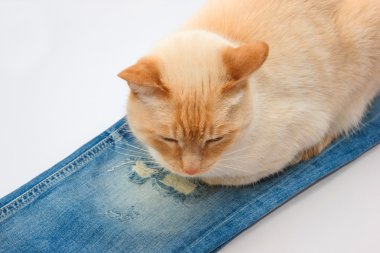 kot üzerinde yalan kedi 