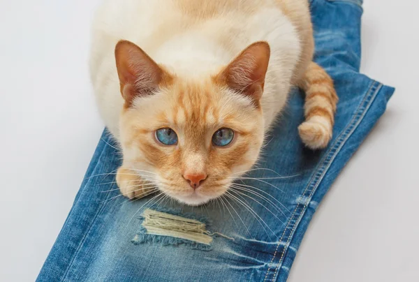 Cat on blue jeans — Stock Photo, Image