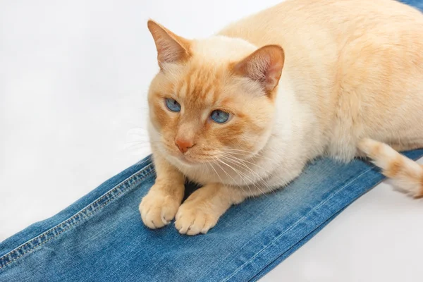 Cat on jeans — Stock Photo, Image