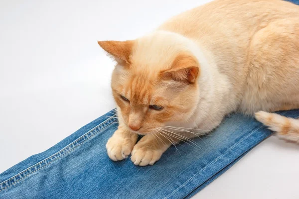 Ginger cat on jeans — Stock Photo, Image