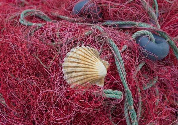 Kırmızı ağları ile deniz hayvanı kabuğu — Stok fotoğraf