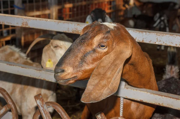 Kırmızı Nubian keçi 