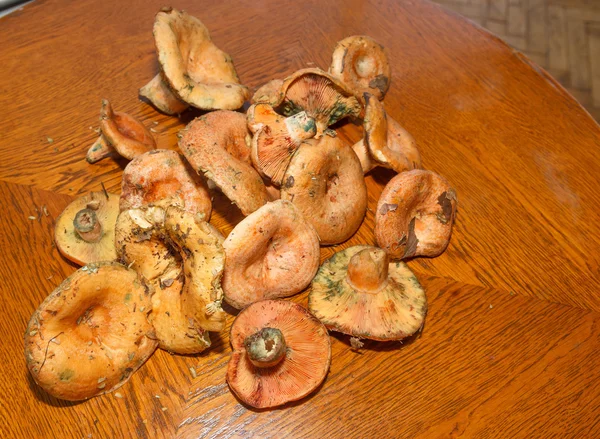 藏红花奶帽蘑菇5 — 图库照片