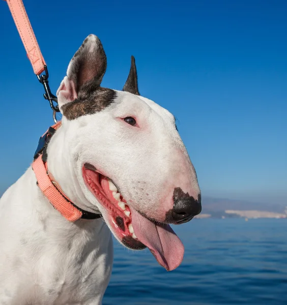 ブルテリア犬ホワイト — ストック写真