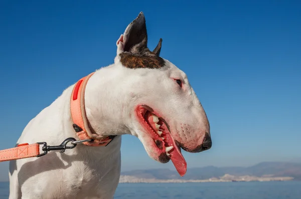 Bianco Bullterrier ritratto — Foto Stock