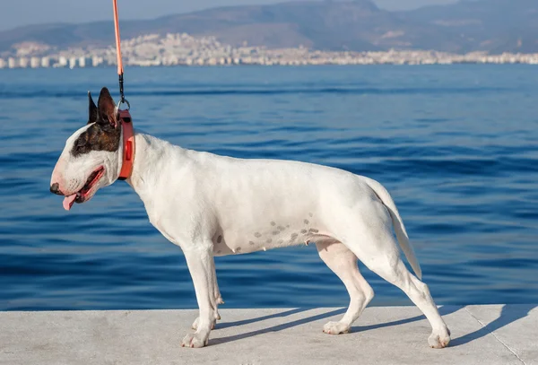 Άλλα-άλλα-στέκεται στο θαλασσινό background — Φωτογραφία Αρχείου