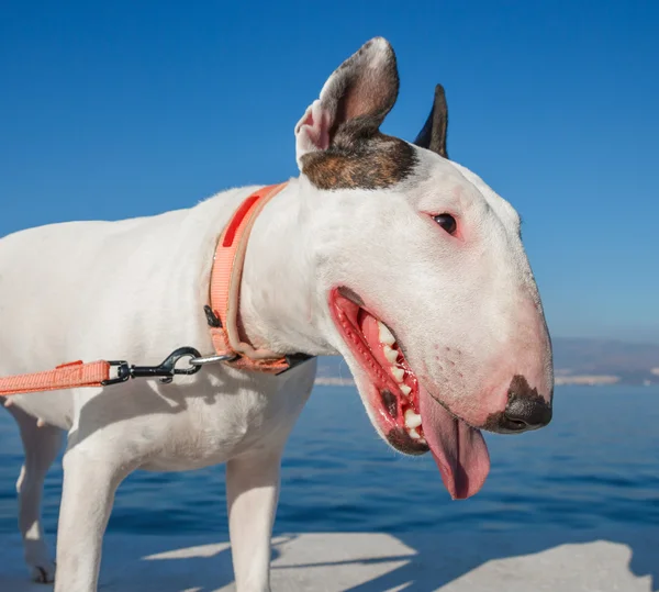 Bullterrier beyaz brown ile