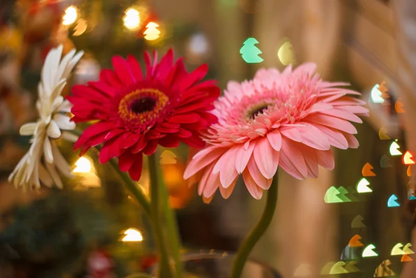 Gerbera au flou et bokeh — Photo