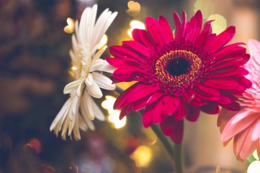 gerbera çiçekleri Noel 1